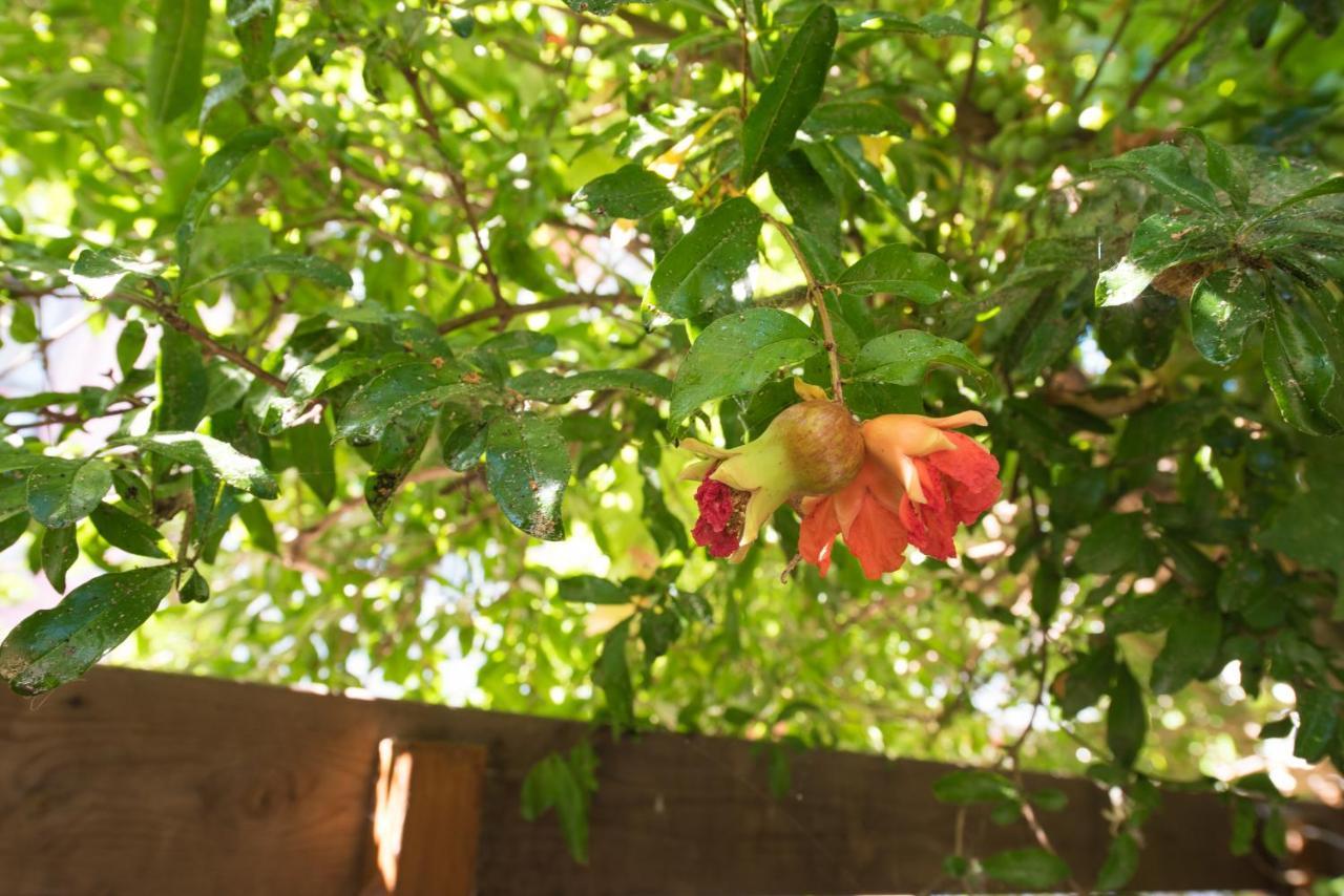 דירות Lefkáda Casa Dina מראה חיצוני תמונה
